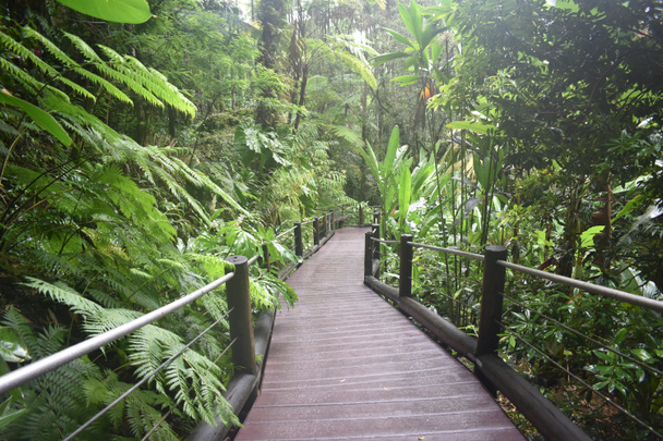 Jardines botánicos de selva tropical en Hilo Hawaii
 - Foto, imagen
