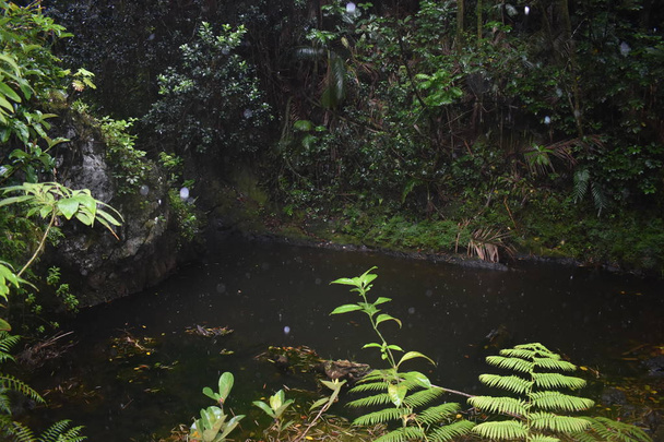 blühende Pflanzen im Dschungel, umgeben von grünem Laub nach einem leichten Sommerregen - Foto, Bild