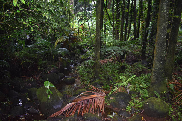 Ανθοφορία φυτά στη ζούγκλα περιβάλλεται από πράσινο φύλλωμα μετά από μια ελαφριά καλοκαιρινή βροχή - Φωτογραφία, εικόνα