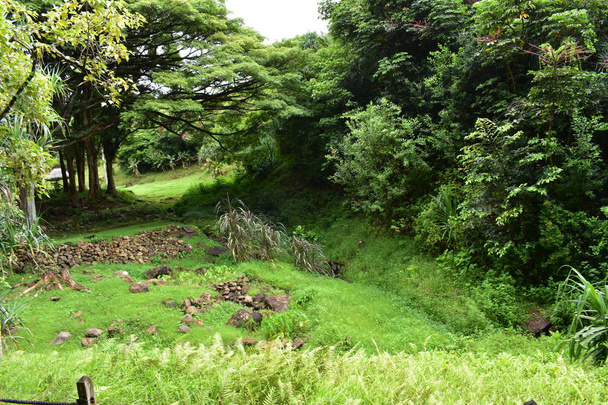 Plantas florecientes en la selva rodeadas de follaje verde después de una ligera lluvia de verano
 - Foto, imagen