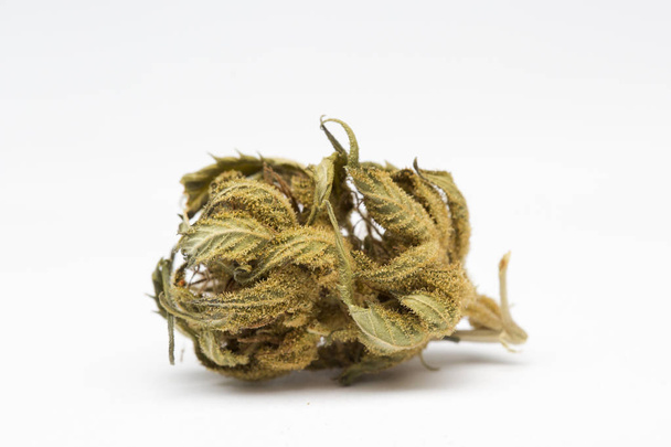 Close up of and recreational medical CBD plant marijuana flower bud isolated on white background. - Photo, Image