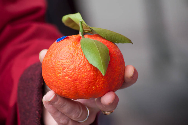 closeup of hybrid orange fruit with leaf in hand at the market - Fotó, kép