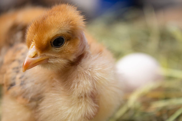 piękny mały kurczak, jaja i skorupki w gnieździe. Noworodki piskląt na farmie kurczaka. - Zdjęcie, obraz