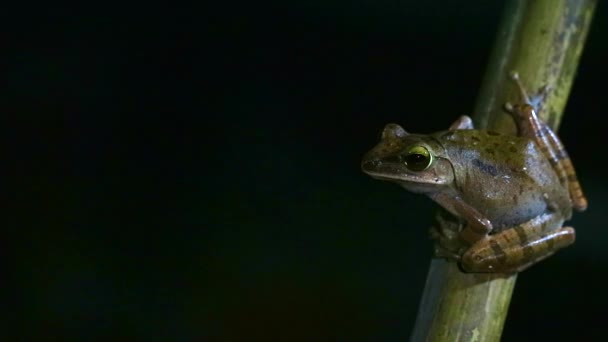 Polypedates leucomystax hang op bamboe en als het leven nacht - Video
