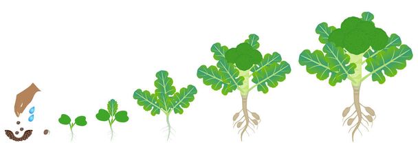Ciklus növekedése a brokkoli növény fehér alapon. - Vektor, kép