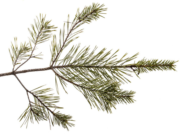part of the pine branch. Isolated on white background - Fotó, kép