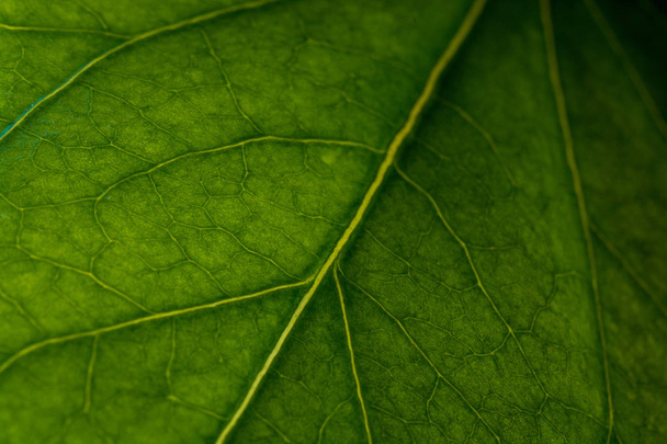 Closeup of tropical leaf pattern, floral background  - Zdjęcie, obraz