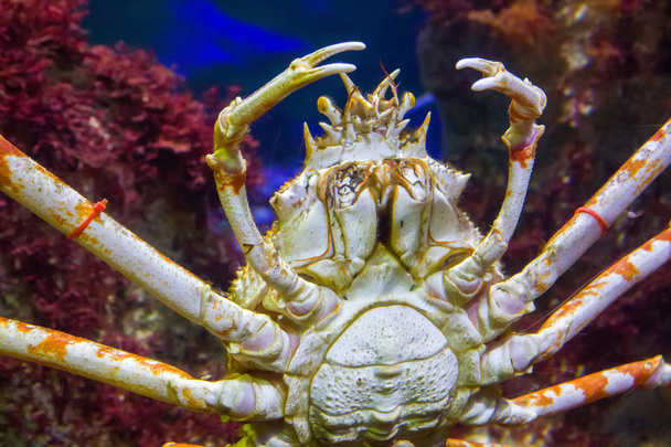 Japanese spider crab - Photo, Image