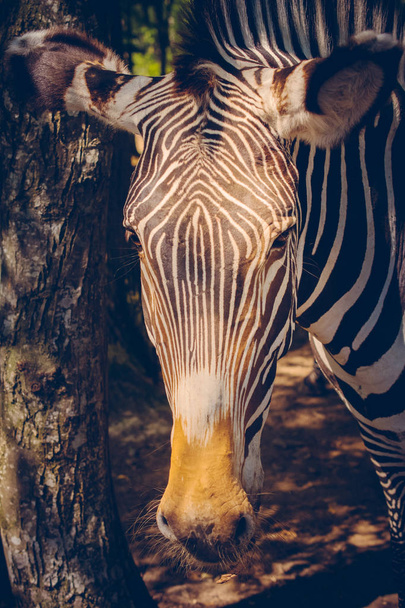 Closeup of zebra on animal farm  - Photo, image