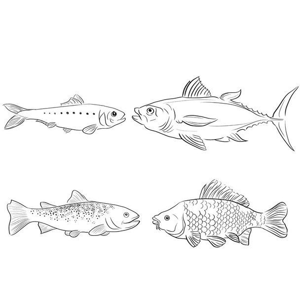 Spiegelkarpfen, Heringsthunfisch, Forellenfische Vektorillustration - Vektor, Bild