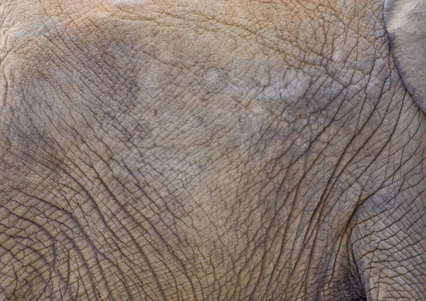 El primer plano de los elefantes la piel arrugada
 - Foto, Imagen