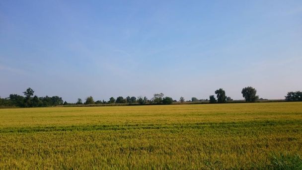 Летнее поле, Зеленый рост сельского хозяйства
  - Фото, изображение