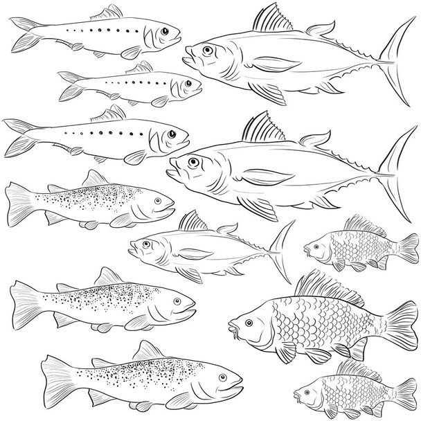 Mirror carp with Herring Tuna and Trout fishes, vector illustration - Vector, Image