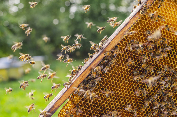 Hardworking honey bees on honeycomb in apiary in late summertime  - Φωτογραφία, εικόνα