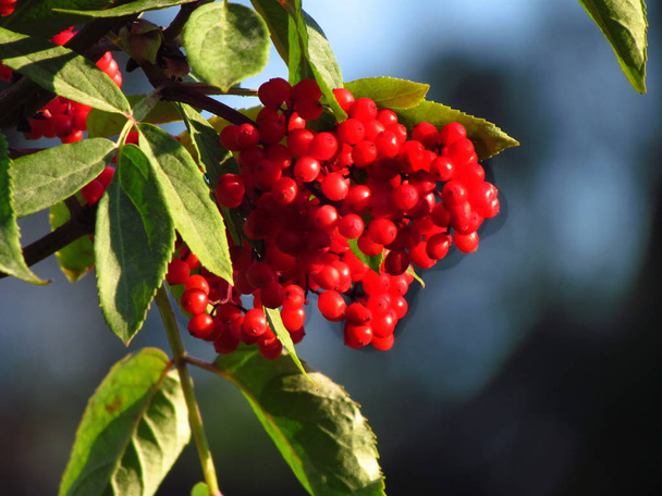 Red-berried elder, Sambucus racemosa, red elderberry, ripe red berries on a branch - Photo, Image