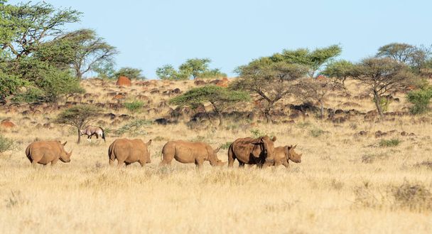 Skupina bílých Rhino  - Fotografie, Obrázek