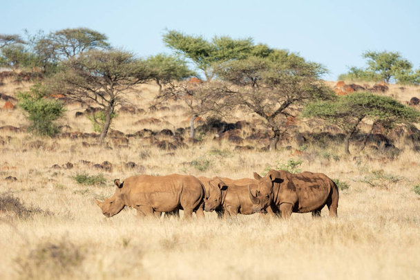 Witte Rhino groep  - Foto, afbeelding