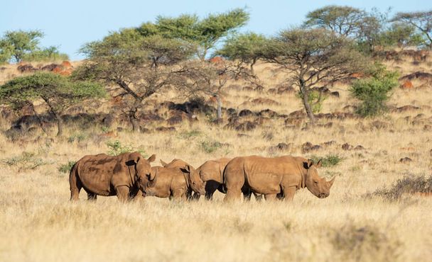 Skupina bílých Rhino  - Fotografie, Obrázek