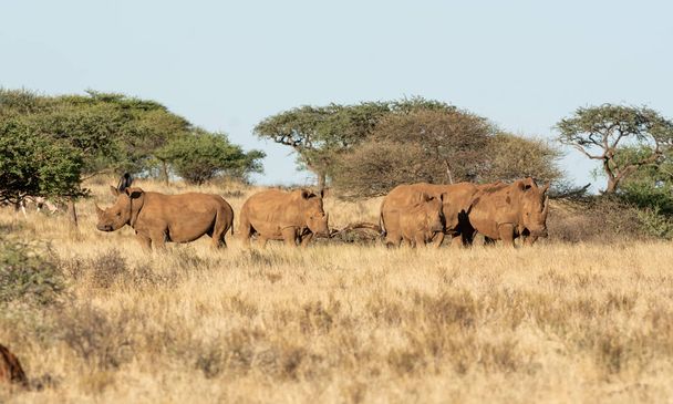 Группа белых носорогов
  - Фото, изображение