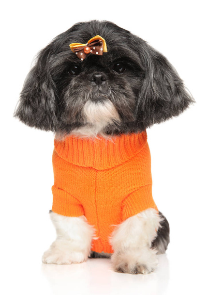 W wieku Shi Tzu pies w pomarańczowym swetrze na białym tle - Zdjęcie, obraz