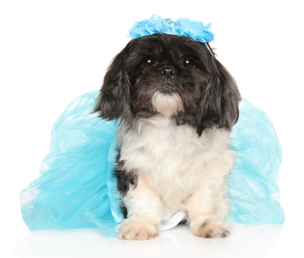 Літня собака Ши-тцу в блакитній спідниці - Фото, зображення