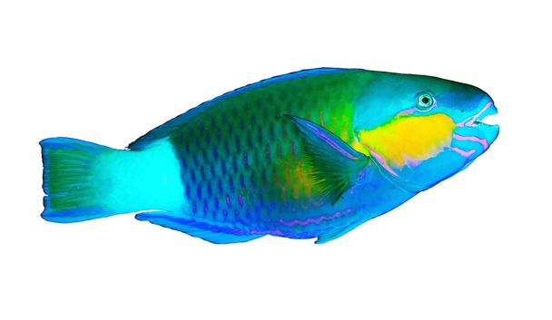 Daisy parrotfish - Photo, Image