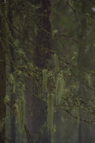 Old fir branches with moss and lichen. - Photo, Image