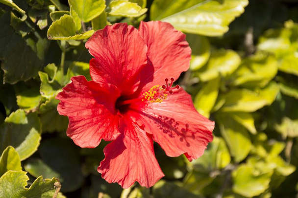 Detalles de flor de hibisco rojo salvaje y hojas verdes  - Foto, Imagen