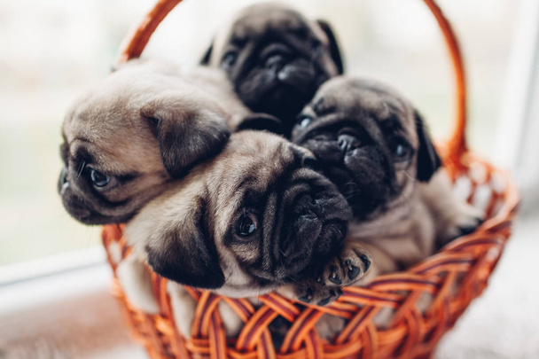 Pug dog puppies sitting in basket. Little puppies having fun. Breeding dogs - Photo, Image