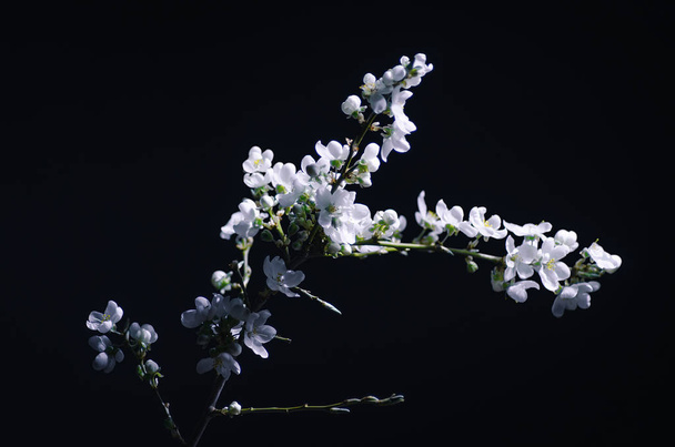 There are white plum blossoms and flower buds on the branches, as well as dew, the background is black and green. - Foto, imagen