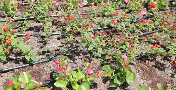 Blumenbeet mit automatischer Bewässerung im Sommer - Foto, Bild