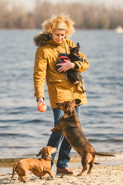 Csomó háziállat, kutyabarát sétál. Felnőtt, idős, fehér nő három kutyával tenyésztett tacskót és kézi játékterriert. tulajdonos játszik labda kutya a strandon közelében tározó folyó tó napsütéses - Fotó, kép