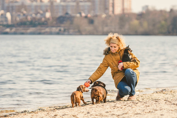Betreff: Haustiere, Hundeliebhaber beim Gassigehen. Eine erwachsene, alte Kaukasierin mit drei Hunden züchtet Dackel und Spielzeug-Terrier. Herrchen spielt bei sonnigem Wetter mit Ballhund am Strand am Stausee - Foto, Bild
