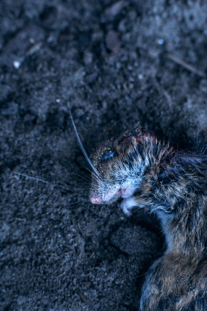 Imágenes, de Dead mice, fotos e imágenes de stock de Dead mice