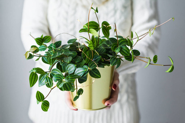 Girl holding a home plant in a gold pot. - Foto, Bild