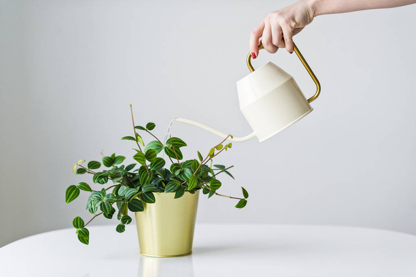 Hand watering from a watering can home plant in a gold pot. - Photo, image