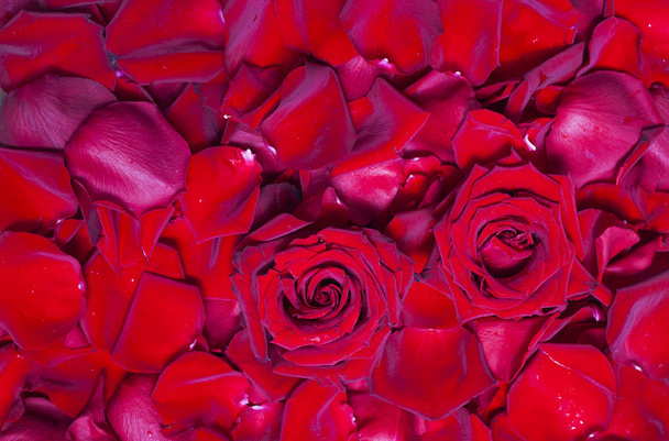 Hintergrund roter Rosenblätter - Foto, Bild