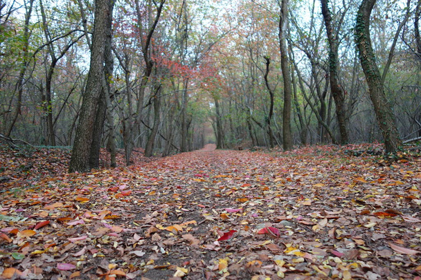 Осінній парк з опалим листям
  - Фото, зображення