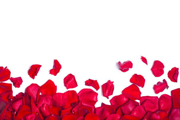 petali di rosa rossa su sfondo bianco - Foto, immagini
