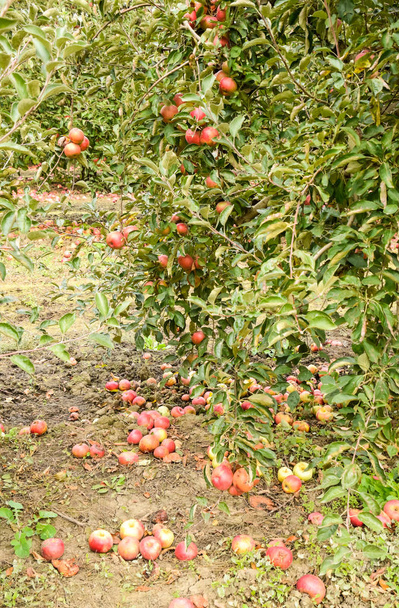 Apple orchard. Rows of trees and the fruit of the ground under t - Foto, imagen