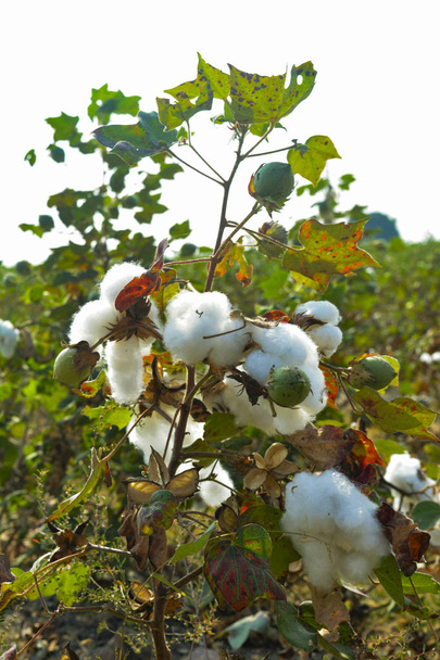 Bola de algodón de cerca
 - Foto, imagen