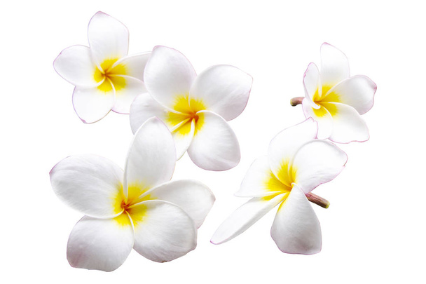 Квіти білої сливи на ізольованому білому тлі
. - Фото, зображення