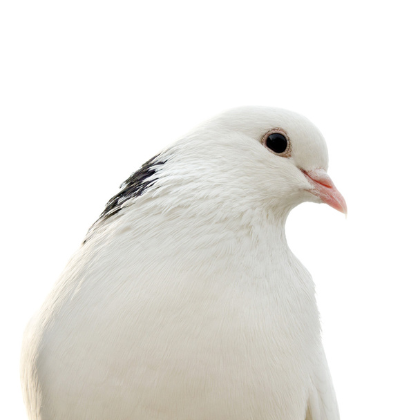 dove - Fotoğraf, Görsel