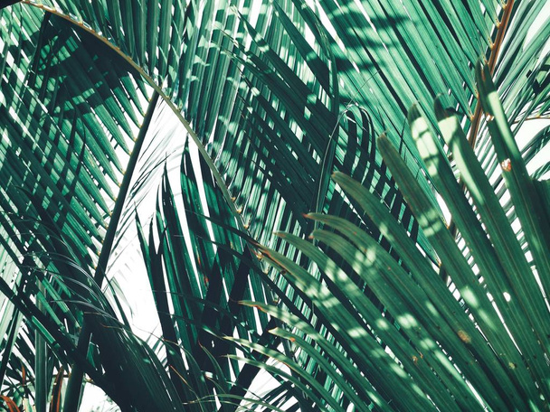 Bela de folhas tropicais de palma
 - Foto, Imagem