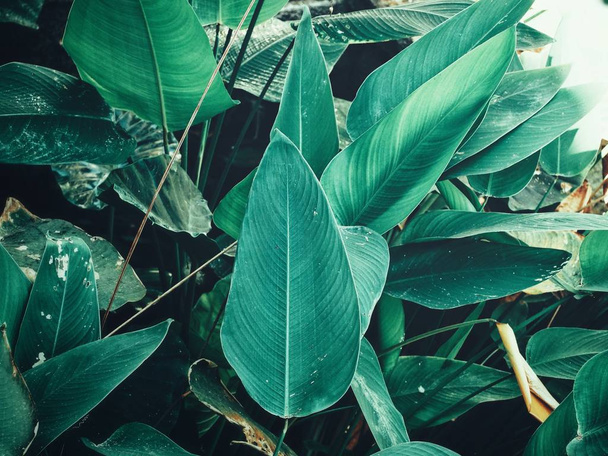 Beautiful of green tropical leaves - Photo, Image