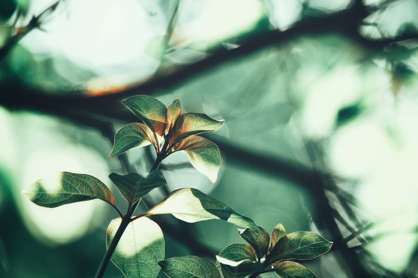 Piękne liście i cień - Zdjęcie, obraz