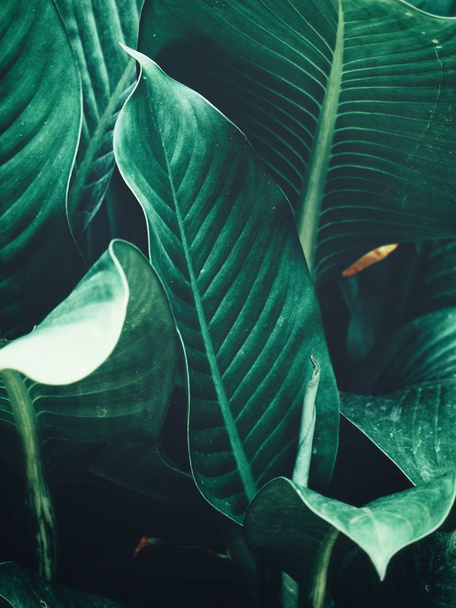 Mooi van groene tropische bladeren - Foto, afbeelding