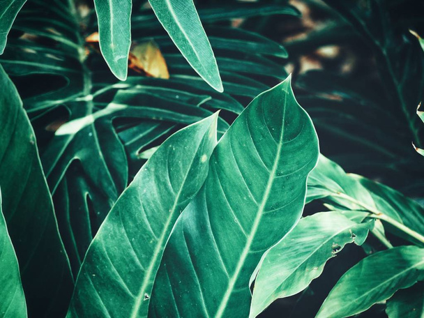 Bela de folhas tropicais verdes - Foto, Imagem