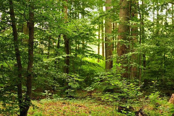 view into beech forest in summer - Фото, зображення