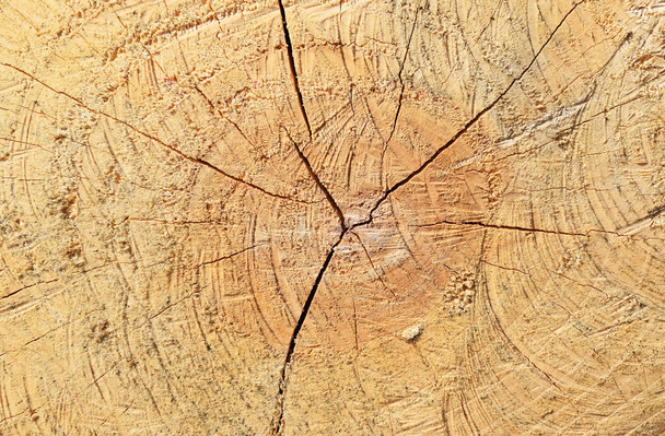 The sawn tree and its year rings - Φωτογραφία, εικόνα